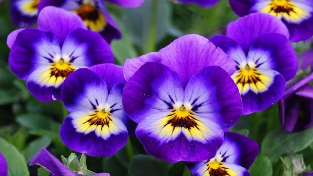 La viola