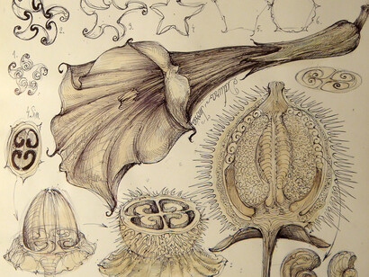 La Datura