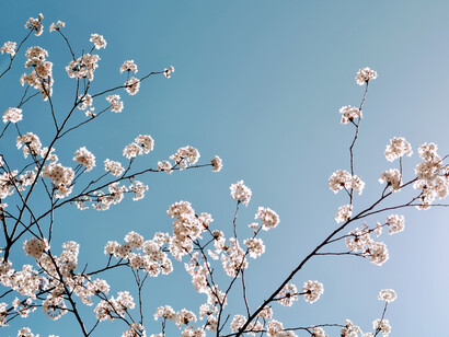 Magnolia x soulangeana