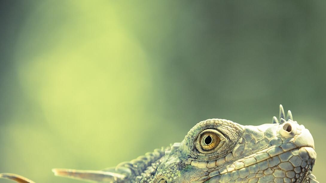 Will Jenkins, Finalist, "Green dragon", Category: 11 to 14 Years, United Kingdom