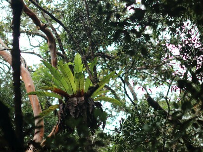 Mount Kinabalu vegetation © Gehan de Silva Wijeyeratne