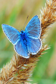 The transformation into a butterfly