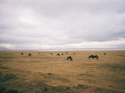 Tanzanie. La joie de chacun n'en finit pas, c'est la mémoire d'innombrables paysages