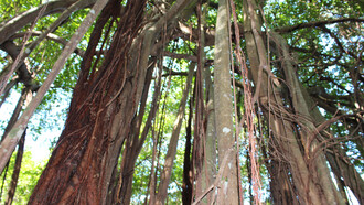 L'Arbre sacré a Nosy-Be