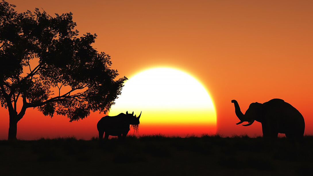Experience the breathtaking allure of a Kenyan sunset in the majestic savannah of Africa, a captivating natural spectacle that embodies the raw beauty of the land