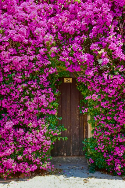 La misteriosa puerta de madera oculta tras el manto floral, aguardando con su cerradura abierta al paso del semiviento