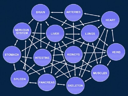 Human life as an integration of the various organs, which must work in harmony with each other.