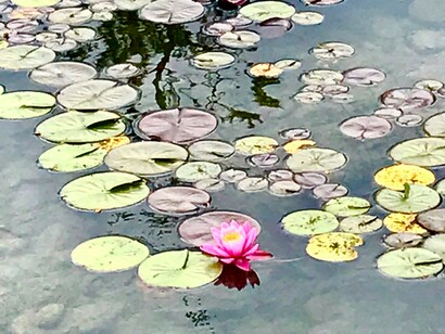 Water lilies on the pond © Alma Reyes