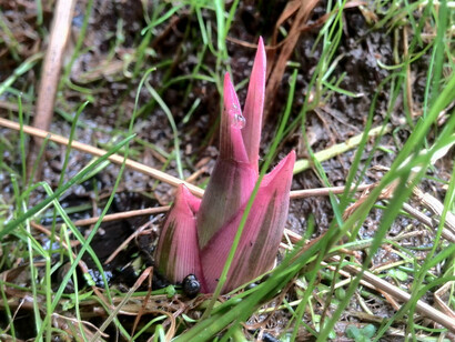 Arundo donax variegata