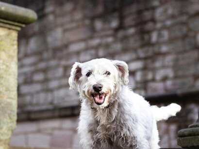 Corría por las calles libremente, la seguía un perro grande de color blanco y pico alargado