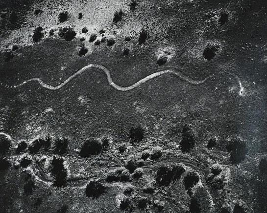 Marilyn Bridges (American, born 1948), Parker Rattlesnake, Parker, Arizona, 1983, Gelatin silver print. Gift of Garrett Gunderson, 2015 (2015.16.12).