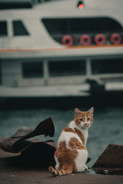 Admire the picturesque scene of an orange and white cat lounging on a brown wooden plank, against the stunning backdrop of Istanbul's seaside in Turkey