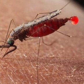 Bloodsuckers. Courtesy of ROM