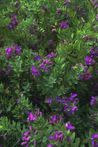Polygala myrtifolia