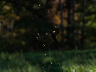 Nick Ortoleva, Delicate looking.Courtesy of Panopticon Gallery