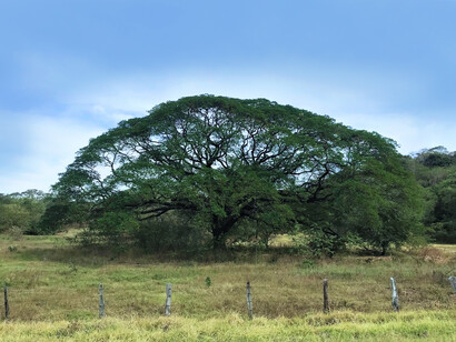 Guanacaste («Enterolobium cyclocarpum»), árbol nacional de Costa Rica. Foto: Daniel Molina Castro