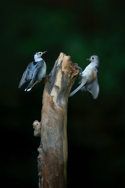 A blue bird and a grey bird on a wooden branch