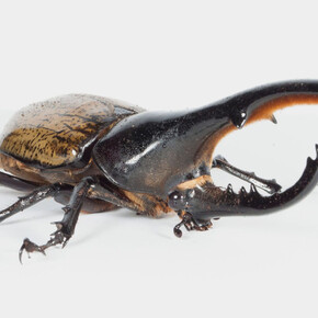 Dynaste Hercule (Dynastes hercules). Courtoisie du Musée canadien de la nature