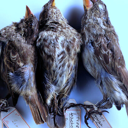 Pinzones recolectados por Charles Darwin en las Islas Galápagos. Foto: Museo de Historia Natural, Londres