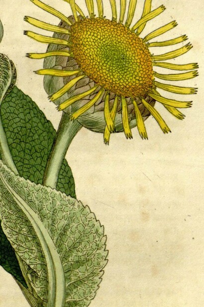 "Inula helenium", en "Botánica médica", de Hooker, William Jackson, John Bohn; Sowerby, James; Spratt, G.; Woodville, William, 1832