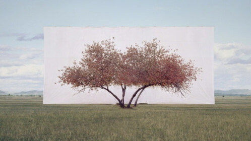 Tree... Courtesy of Yossi Milo Gallery