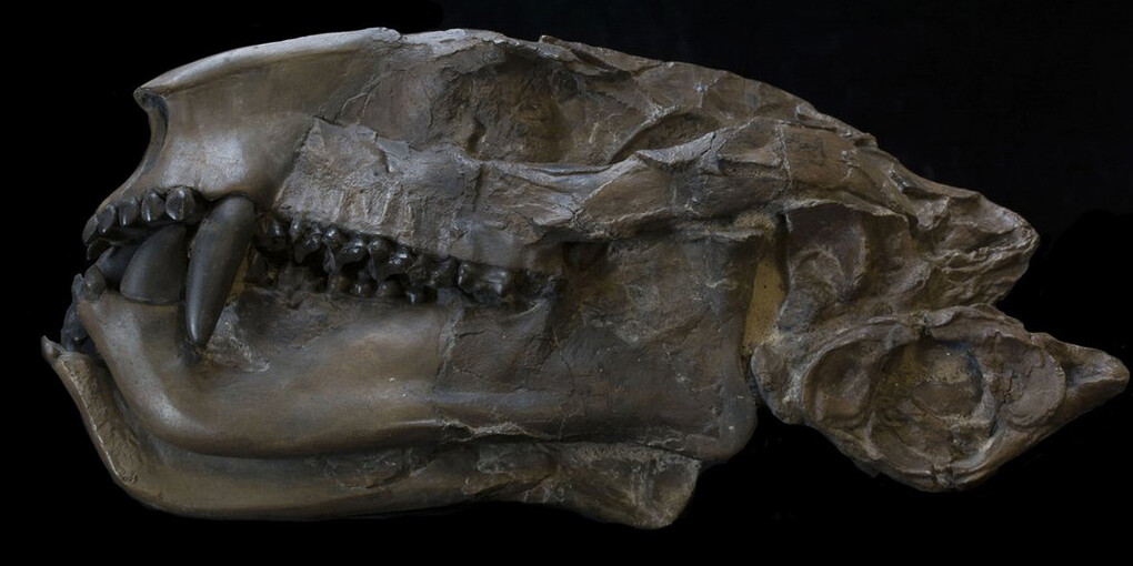 Grounds For Discovery. Courtesy of Royal Tyrrell Museum