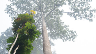 La giungla del Muller Trek nel Borneo