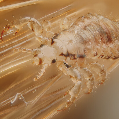 Chewing lice live among the hairs or feathers of their host and feed on skin and debris, while sucking lice pierce the host's skin and feed on blood and other secretions