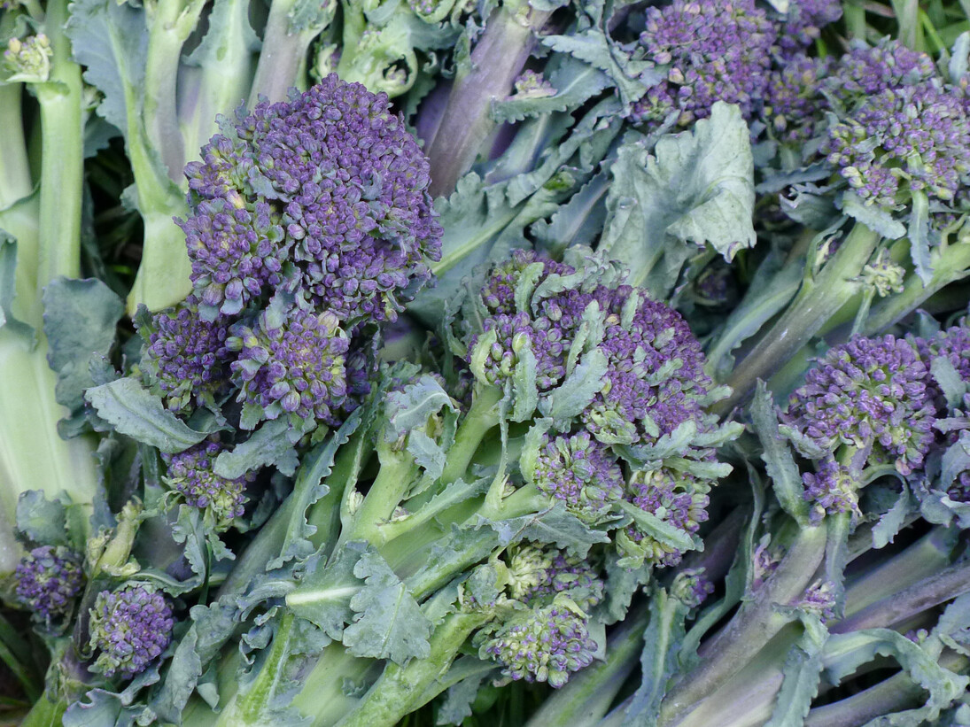 Ruth Ewan, Brocolli