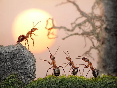 Una hormiga se dirige a sus compañeras