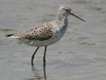 Waders such as this Marsh Sandpiper migrate to Palatupana Salt Pans close to Jetwing Yala © Gehan de Silva Wijeyeratne