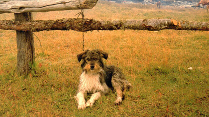 Perro ovejero fueguino