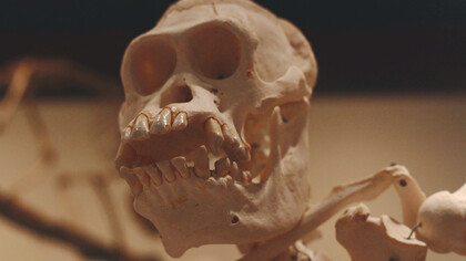 Crânio de um primata em exposição no museu