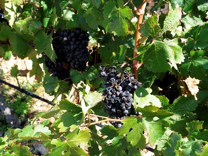Uva menorquina