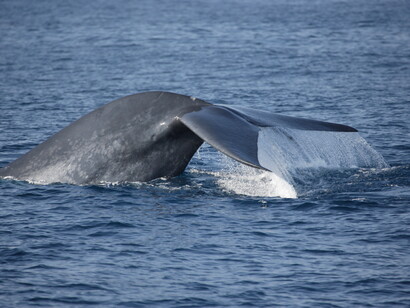 Blue Whale © Gehan de Silva Wijeyeratne