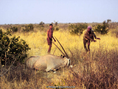 Cacciatori Boscimani, Botswana © Philippe Clotuche/Survival