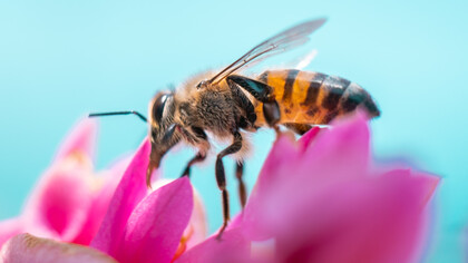 L'impollinazione avviene perché l'ape si nutre del nettare, usato dalle stesse piante per richiamare gli insetti. L'ape, nutrendosi, si cosparge di polline che trasporta favorendo la fecondazione e quindi la formazione di frutti e fiori