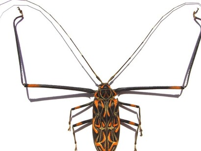 "Acrocinus longimanus" o arlequín de Cayena, hermoso escarabajo que se encuentra en buena parte de Suramérica. Ejemplares colectados por los hermanos Rojas son parte del legado científico de diversos museos europeos