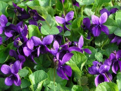 La viola calma l'ebbrezza