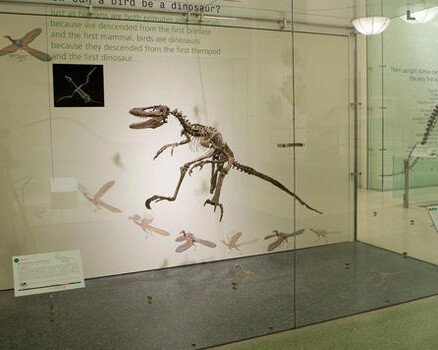 Hall of Saurischian Dinosaurs. Courtesy of American Museum of Natural History
