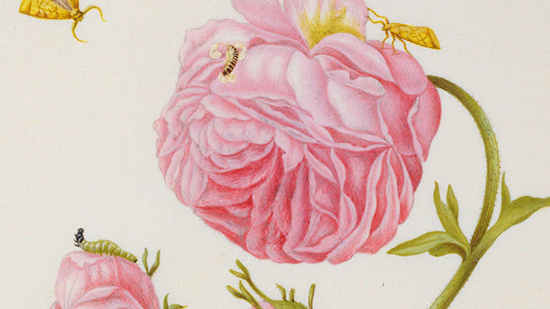 Maria Sibylla Merian. Courtesy of Kupferstichkabinett