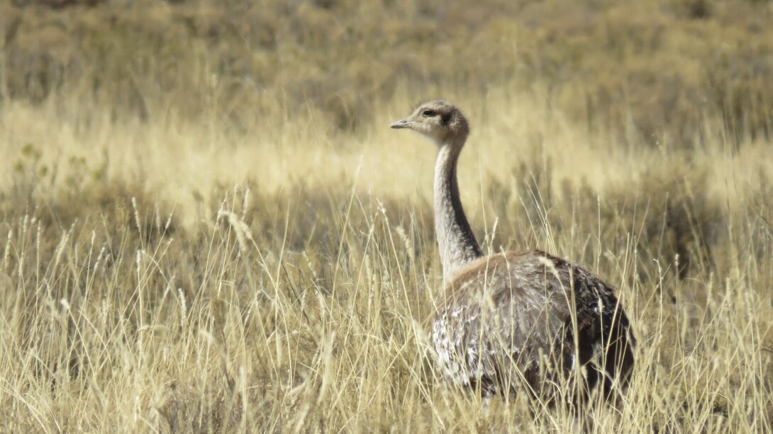 Suri o Rhea Pennata pasea por la naturaleza