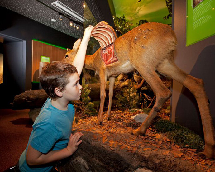 The Animal Kingdom on Earth. Courtesy of Haus der Natur 