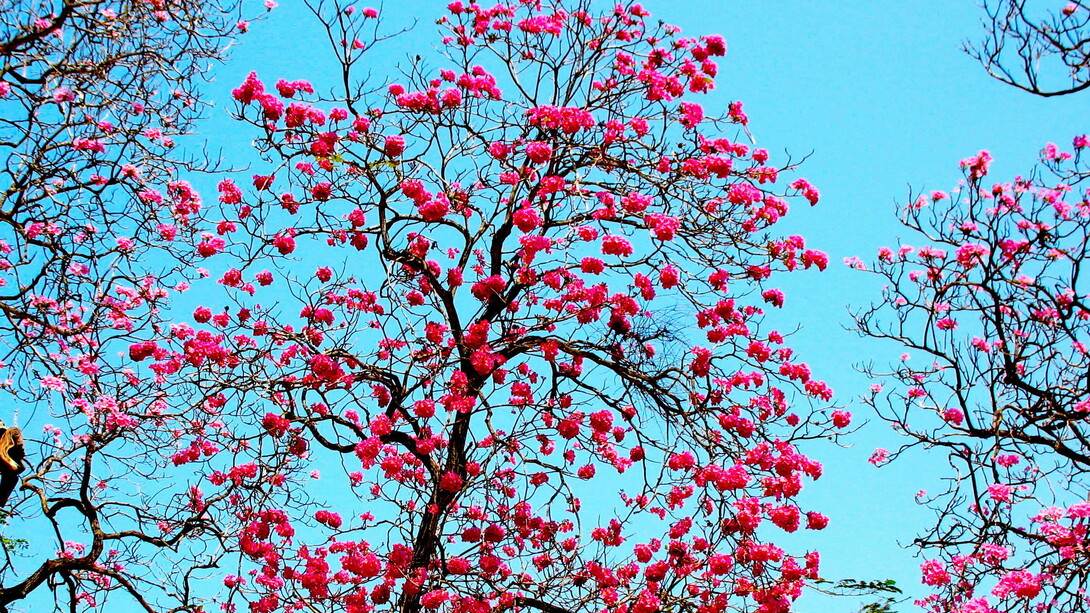 La flor rosada del apamate («Tabeluia rosea»)