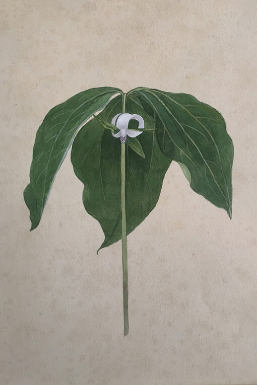 Kate Furbish and Edwin Hale Lincoln. Courtesy of Bowdoin Museum