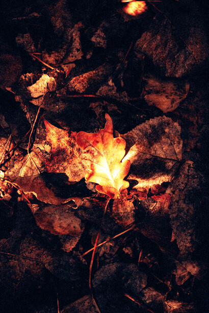 An oak leaf on the forest floor captured in striking autumn light, revealing the beauty of seasonal change