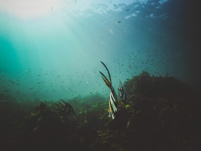 Peces en el mar