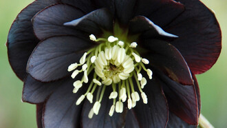 L'elleboro nero, pianta che si riteneva purificasse e curasse i mali della psiche