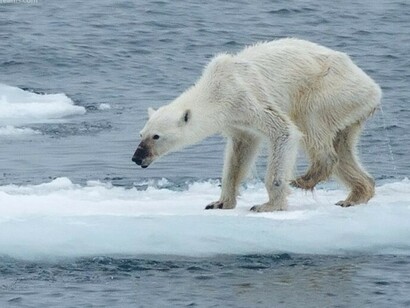 El deshielo de los polos y el calentamiento global representan una evidencia que solo los más recalcitrantes niegan