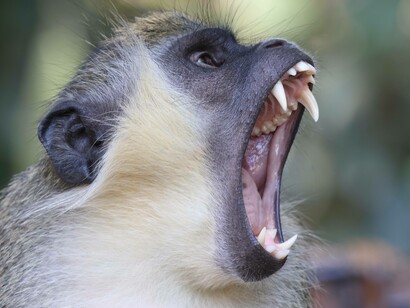 Green Monkey giving a threat yawn at Hotel Bakotu, Gambia (c) Gehan de Silva Wijeyeratne